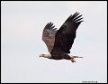 _2SB8116 american bald eagle